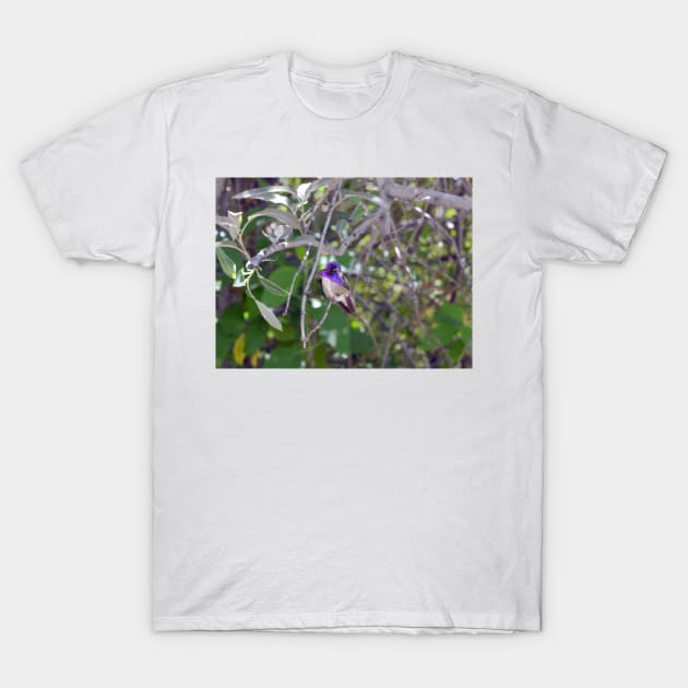 Purple Hummingbird T-Shirt by Drgnfly4free